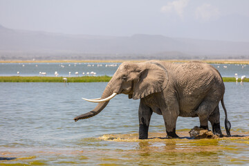 Obraz premium Elephant ( Loxodonta Africana) walking through the water , Amboseli National Park, Kenya.