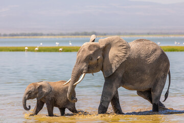 Elephant ( Loxodonta Africana) with calf walking through the water , Amboseli National Park, Kenya.