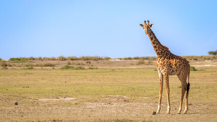Masai giraffe (Giraffa tippelskirchi or Giraffa camelopardalis tippelskirchi) looking at the camera, Amboseli National Park, Kenya.