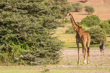 Masai giraffe (Giraffa tippelskirchi or Giraffa camelopardalis tippelskirchi) looking at the camera, Amboseli National Park, Kenya.
