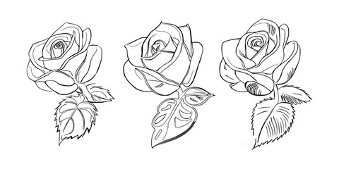 Three Roses Coloring Book showcases stunning depictions of three individual roses.