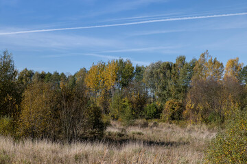 Obraz premium Autumn season in the park, the foliage