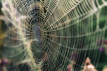 Close-up spidereweb with dew drops
