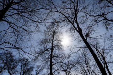 Bare trees in sunny spring weather, bare deciduous trees