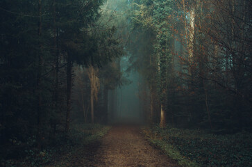 Forest in the mystic morning