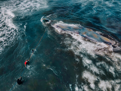 Dead sperm whale in state of putrefaction on the beach