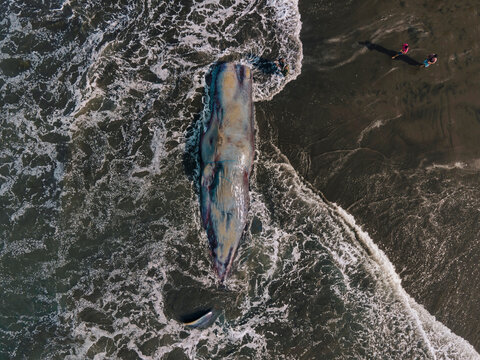 Dead sperm whale in state of putrefaction on the beach