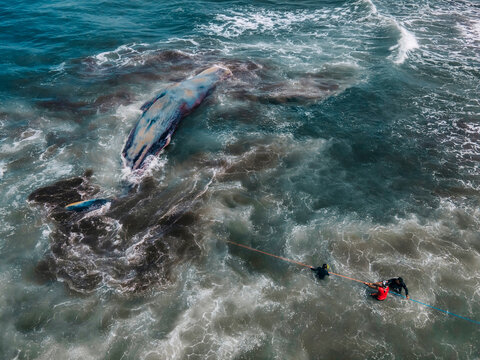 Dead sperm whale in state of putrefaction on the beach
