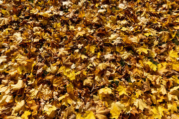 Orange maple foliage lies on the ground