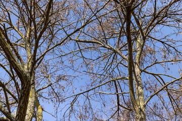 Bare trees in sunny spring weather, bare deciduous trees