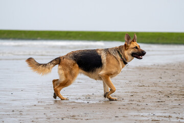 German shepherd running at the beach on a sunny day