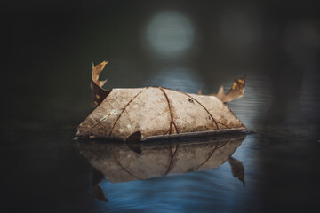 Vertical closeup shot of Autumn leaf in quiet water with reflections and blurry background.