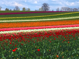 Sea of ​​flowers from colorful blooming tulips with waves