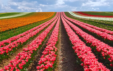 Sea of ​​flowers from colorful blooming tulips with waves