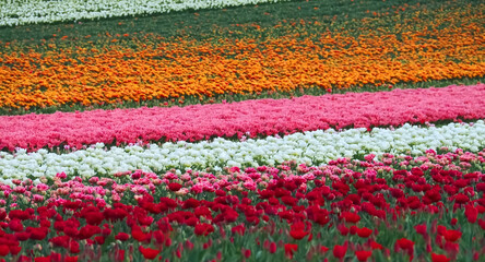 Fototapeta na wymiar Sea of ​​flowers from colorful blooming tulips with waves