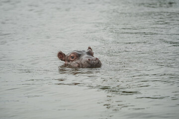 baby hippo in the water