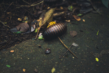 Centipede in South Africa while hiking