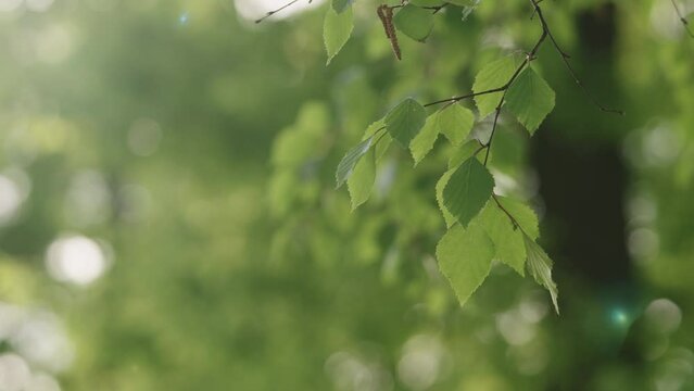 Slow motion spring birch branch with leaves