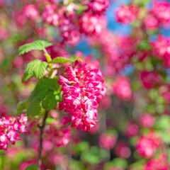 Fototapeta premium Blühende Blut-Johannisbeere, Ribes sanguineum, im Frühling