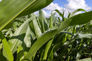 Fototapeta premium Green corn in a field in the sunny summer season