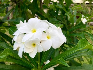 Obraz na płótnie Canvas White plumeria flower in the garden