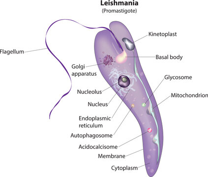 Leishmania Promastigote stage