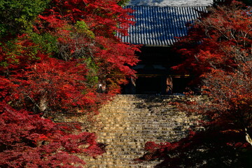 autumn at Jingo-ji temple