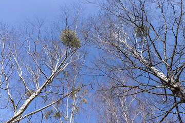 Fototapeta na wymiar Birch tree branches in the park in spring sunny weather