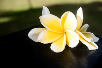 Beautiful view of Prangipani flower. Good for background. Close up photo