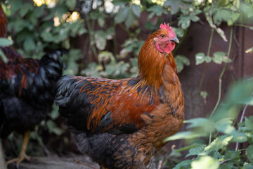 beautiful chickens and roosters outdoors in the yard.