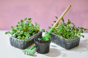 Seedling of flowers. Growing seedlings.