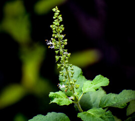 Flower of Holy Basil