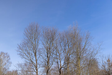 Branches of deciduous trees in the park in spring sunny weather