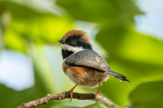 Close up of a black-throated bushtit (aegithalos concinnus) standing or sitting on a branch