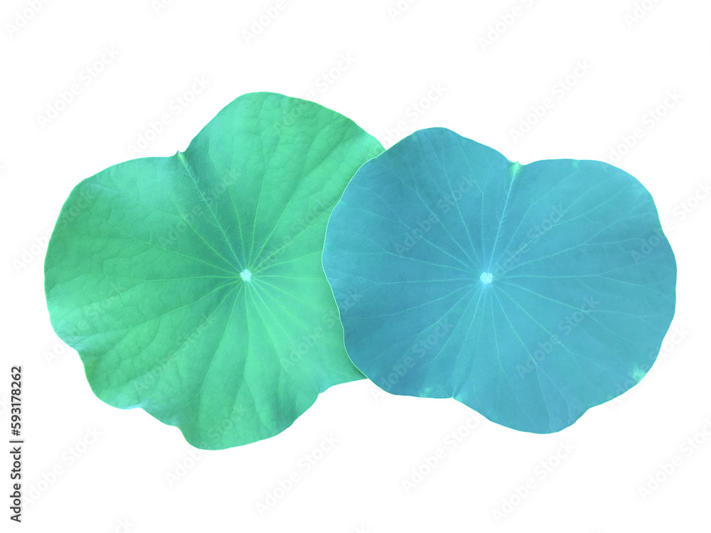 Canvas Prints waterlily leaf or lotus leaf isolated on white background with clipping paths.