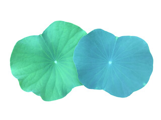 Waterlily leaf or lotus leaf isolated on white background with clipping paths.