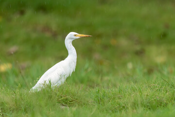 Close-up of a walking cattle egret (bubulcus ibis) with green background