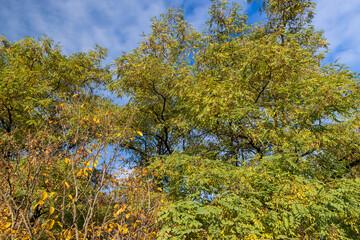 Mixed forest in the autumn season with different deciduous trees