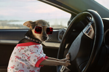 funny dog in sunglasses and a t-shirt driving a car, travel with pets, holidays and tourism, summer road trip