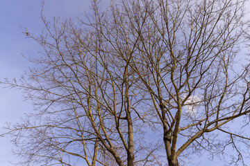 Obraz premium Bare trees in sunny spring weather, bare deciduous trees