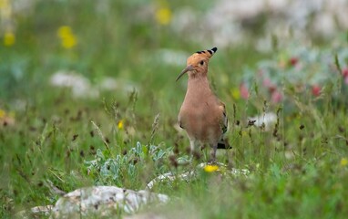 Eurasian Hoopoe (Upupa epops) birds spend the winter in Africa and the summer in Asia and Africa. They breed in Asian and European countries.