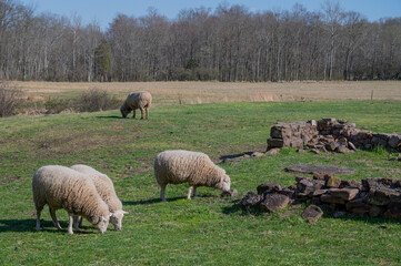 Sheep Grazing in idyllic green field with stone ruins
