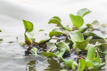 Water hyacinth 