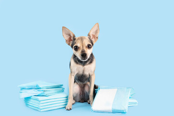 Dog toilet, small dog with pet absorbent diapers pad on blue background