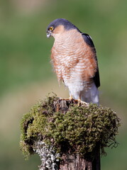 Male sparrowhawk