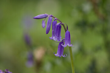 Bluebell woods