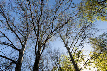 Young spring foliage of trees in the spring season