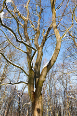 Fototapeta premium snow-covered bare deciduous trees in winter
