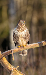 Common Buzzard in early spring at a wet forest