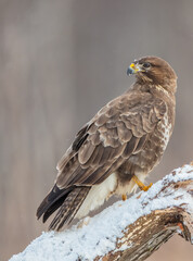 Common Buzzard in early spring at a wet forest